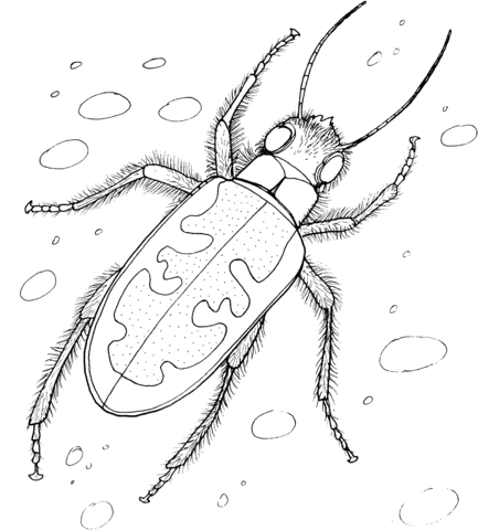 Tiger Beetle Coloring Page